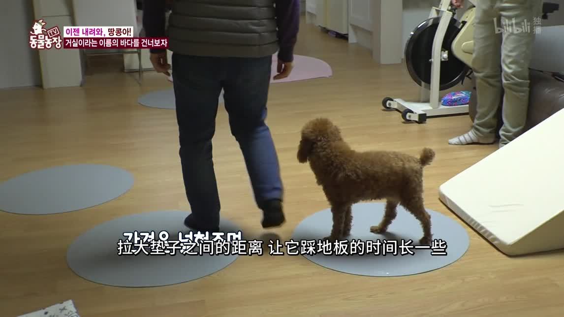 动物农场2020 地毯执着犬