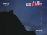 动物世界 《动物世界》 20160606 捕猎计中计·虎鲸