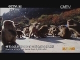 远方的家 百山百川行 第184集 登神农奇山 访太极圣地《远方的家》20140115