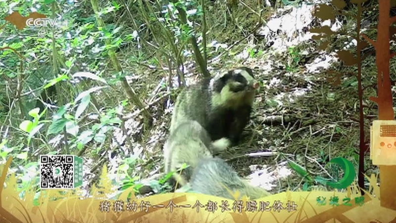 秘境之眼 《秘境之眼》 猪獾 20220602