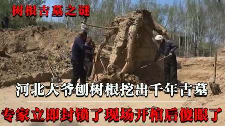 考古新发现第二季 大爷刨树发现古墓 中，专家闻声前往调查，不料棺内景象令人傻眼