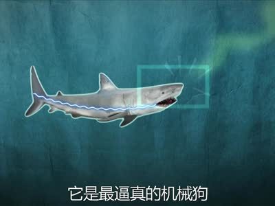 鲨鱼周 《鲨鱼周》第一期 流言终结者解密鲨鱼之谜