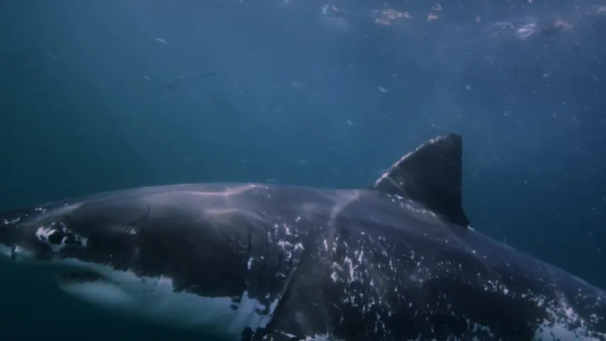 《数数大白鲨》第1集