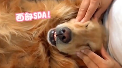 给狗来套面部SPA？