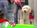 狗狗日记 第238天 Alpha的特技表演