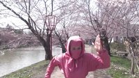 小梦帮倒忙Z 解明 日本第一樱花弘前公园的秘密