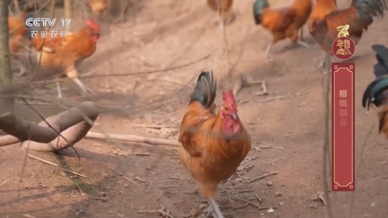 《年货地图》 20230115 四川达州：腊鸡飘香 年味渐浓