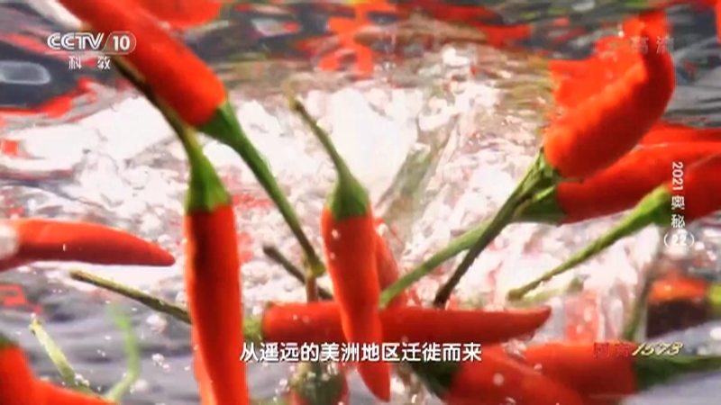 《2021奥秘》 20210203 （22）