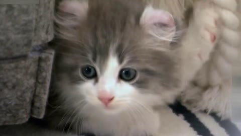 萌宠养成计划 冒险二猫组