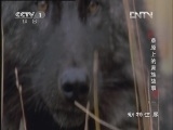动物世界 《动物世界》 20121207 草原上的家族故事（一）