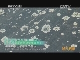 远方的家 百山百川行 第一百八十六集 国色牡丹 洛水寻踪《远方的家》 20140117