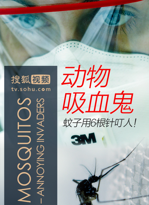 动物吸血鬼 海报