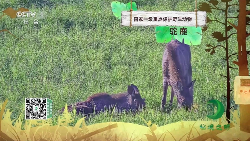 秘境之眼 《秘境之眼》 驼鹿 20221101