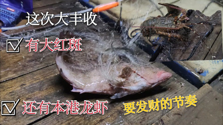 要发财的节奏，捕到了千呼万唤大红斑，还有两只大龙虾