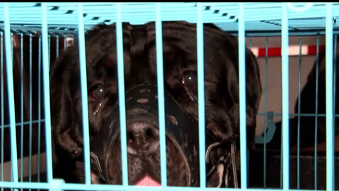 传奇故事 莫名失踪的肇事犬