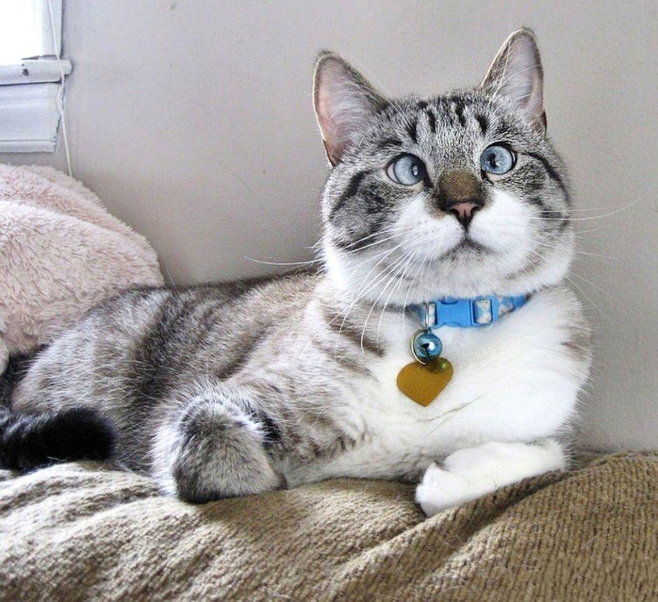 萌宠大乐斗260 斗鸡眼的猫咪，简直就是喵界一股清流啊！