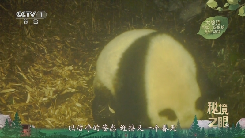 《秘境之眼》 大熊猫 20260224
