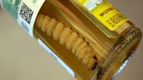 XFun吃货俱乐部2019 龙舌兰泡大虫子，竟然是这个味道！墨西哥6瓦哈卡市