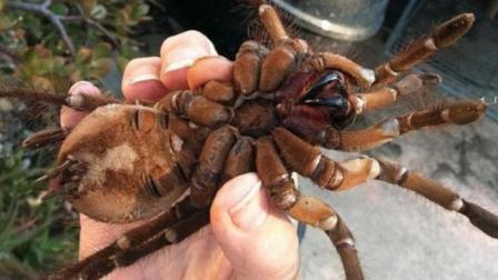 聊斋怪谈 这种蜘蛛的捕猎方式毒蛇来了都得叫爷爷
