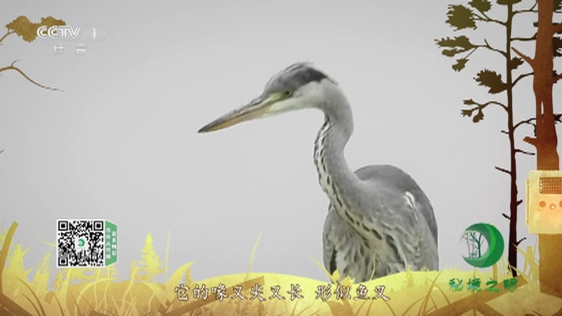秘境之眼 《秘境之眼》 苍鹭 20230328