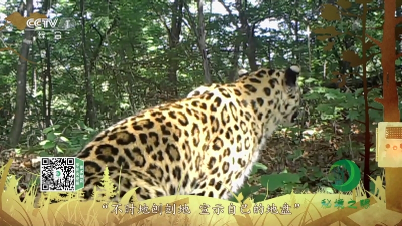 《秘境之眼》 豹 20210227