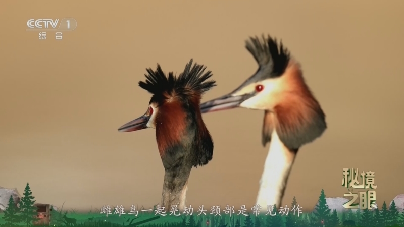 秘境之眼 《秘境之眼》 凤头䴙䴘 20260614