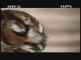动物世界 《动物世界》 20120727 04：29