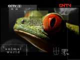 动物世界 《动物世界》 20110927