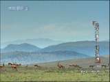 动物世界 动物世界 2010年 第129期