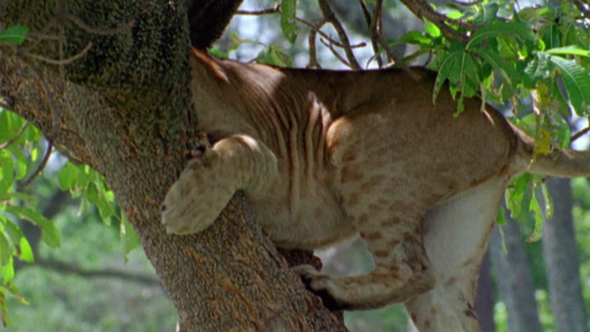 动物搏击会第五季 第5集