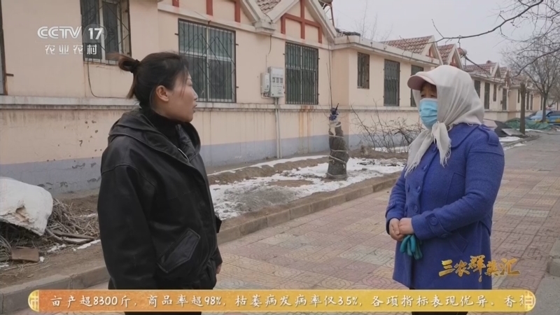 三农群英汇 《三农群英汇》 20260626 藜麦点亮小村庄