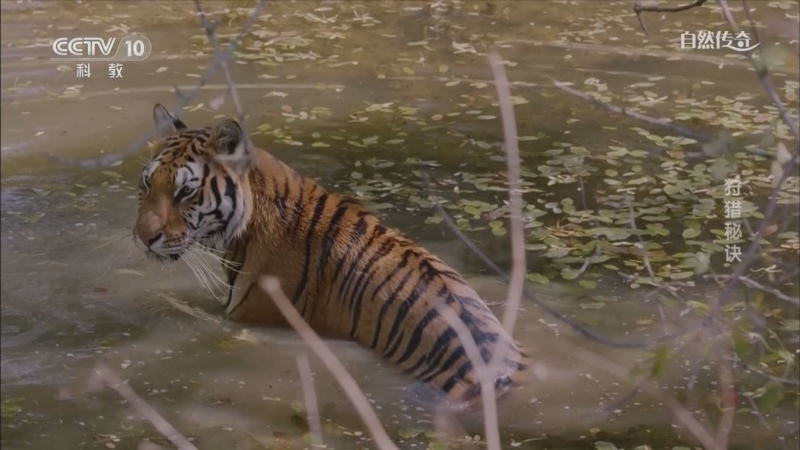 自然传奇 《自然传奇》 20231018 狩猎秘诀