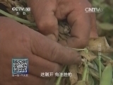我爱发明 《我爱发明》 20140710 破荚取豆