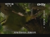 地理中国 《地理中国》 20130903 地球家园-密林暗影（下）