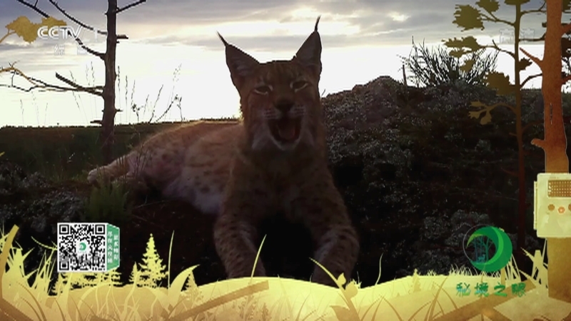 《秘境之眼》 猞猁 20211129