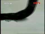 《国宝档案》 20111110 金沙青铜立人像