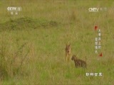 动物世界 《动物世界》 20170710 大草原上的爱恨情仇（二）