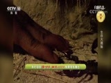 自然传奇 《自然传奇》 20170825 生存大揭秘