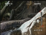 动物世界 《动物世界》 20130310