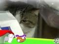 狗狗日记 第96天 兽医院的猫