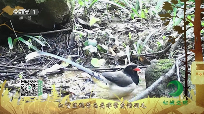 秘境之眼 《秘境之眼》 红嘴蓝鹊 20220913