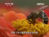 地理中国 《地理中国》 20150522 国际生物多样性日特别节目·地球家园-深谷谜影