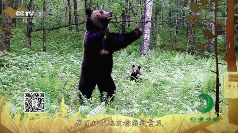 秘境之眼 《秘境之眼》 棕熊 20221230
