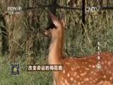 致富经 《致富经》 20150911 改变命运的梅花鹿