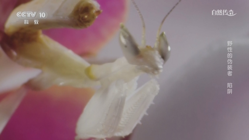 《自然传奇》 20260222 野性的伪装者 陷阱