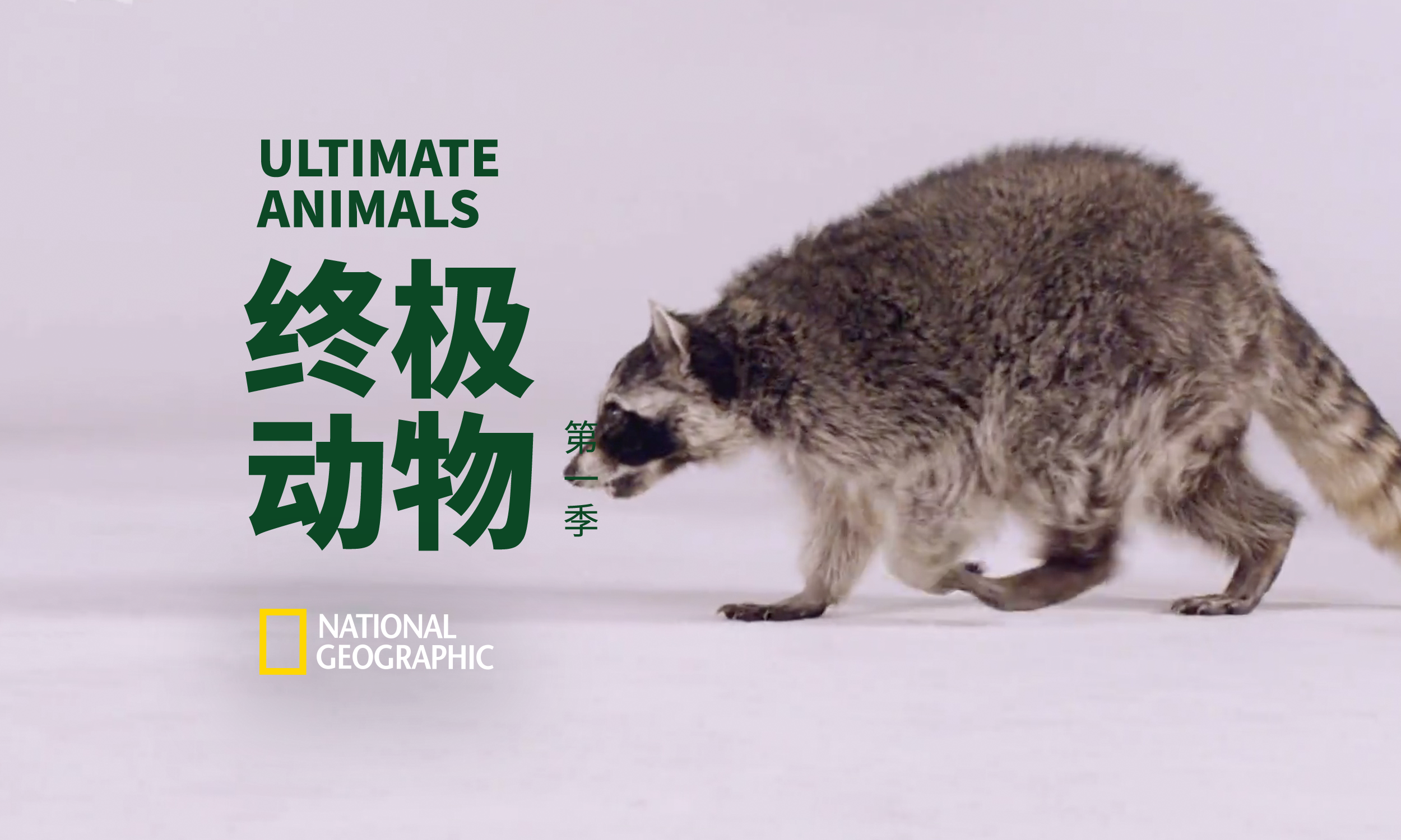 红毛猩猩 浣熊和狞猫