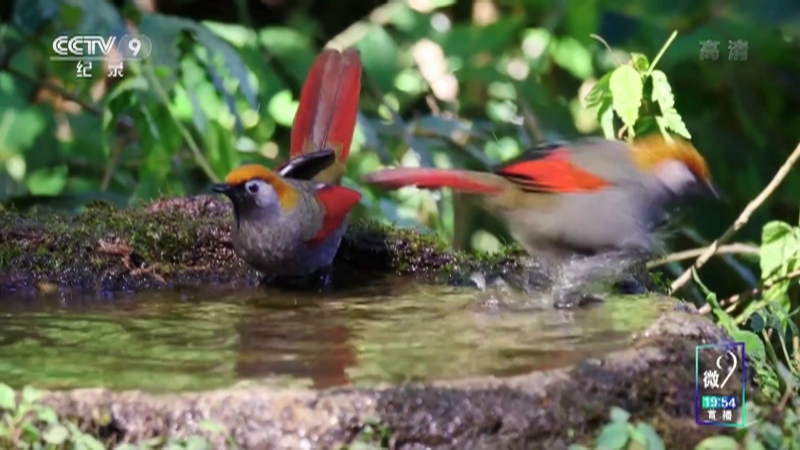 《看秋冬》 第六集 鸟导老侯