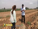 生财有道 《生财有道》 20170629 咱们家乡有特产（夏收系列）——山东平度：洋葱发洋财