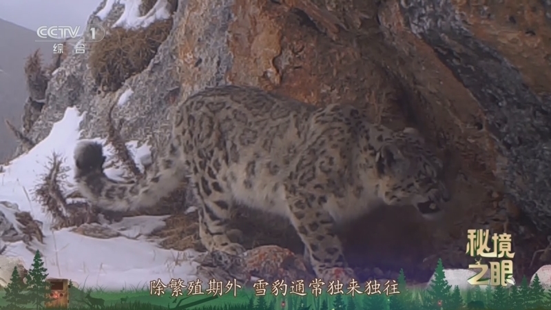 秘境之眼 《秘境之眼》 雪豹 20251123