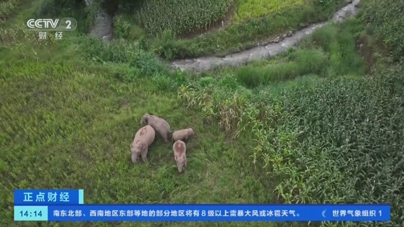 正点财经 《正点财经》 20260811 14:00